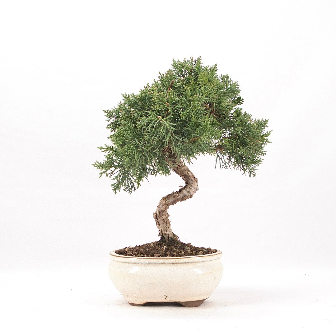 Chinesischer Wacholder 'Juniperus chinensis kyushu'